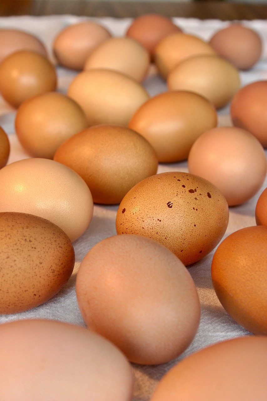 Acerca de Nosotros eggs, food, chicken eggs, fresh, farming, homesteading, free range, cage free eggs